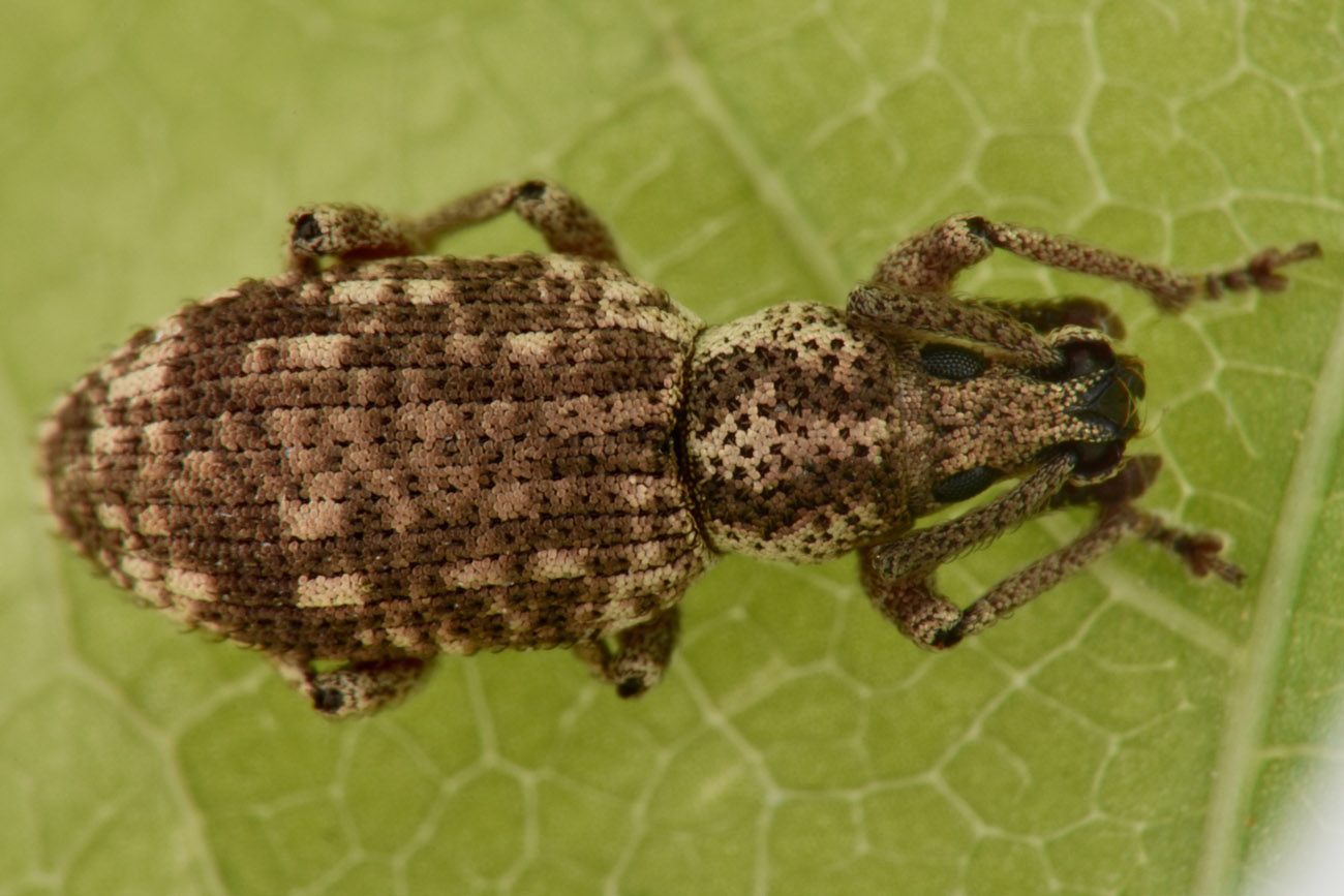 Curculionidae: Simo hirticornis o variegatus?